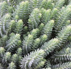 Blue-Spruce Blue-Spruce